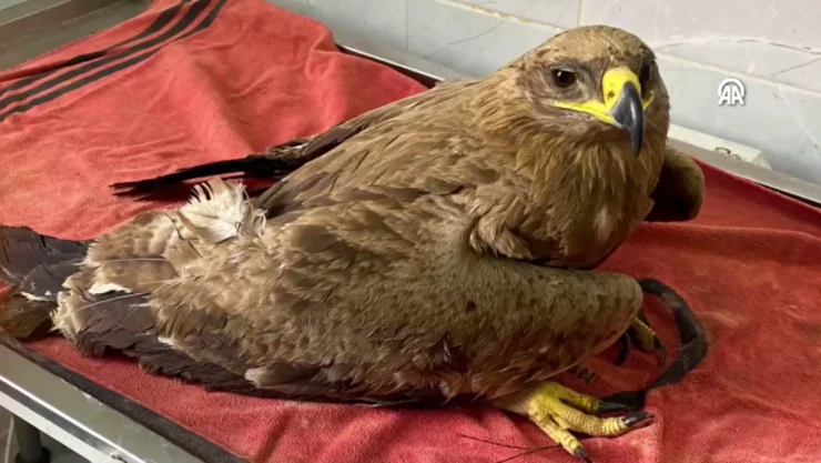 320 Günlük Tedavinin Ardından Gökyüzüne Kavuştu