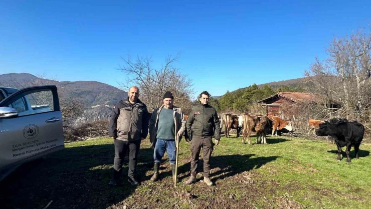 Kayıp Olan Büyükbaş Hayvanlar Dronla Bulundu