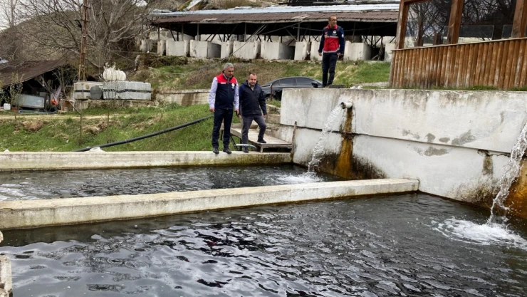430 Ton Alabalık Üretildi