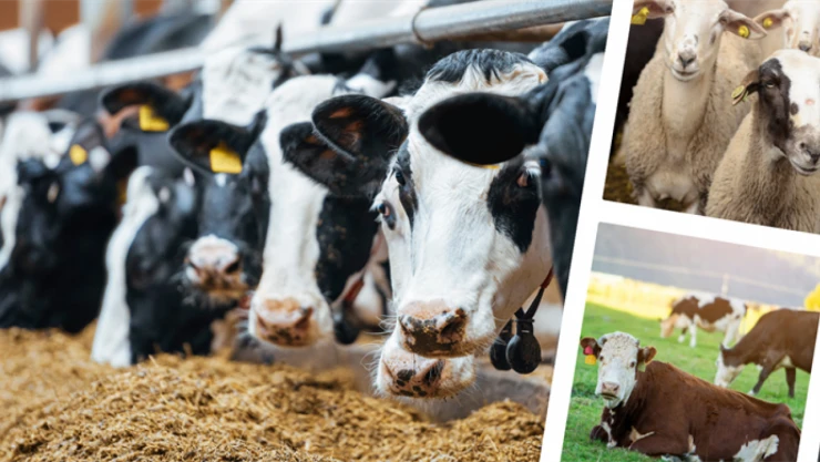 56 Projeye 195 Milyon Lira Hibe Sağlanacak