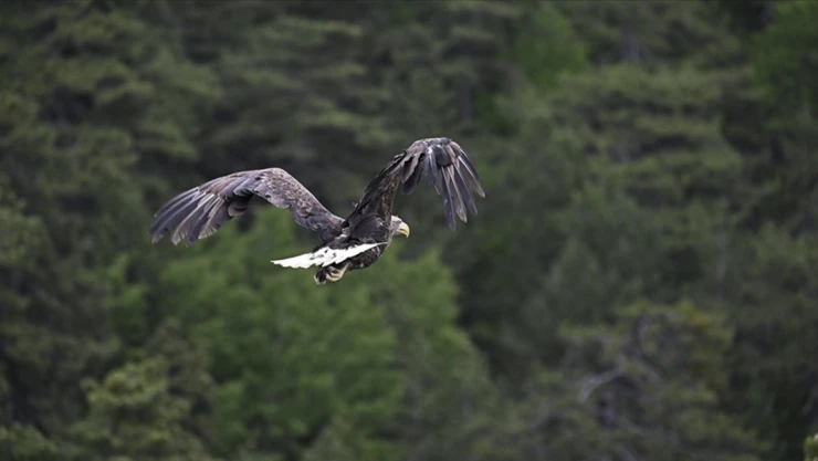 73 Bin Yaban Hayvanı Tedavi Edilerek Doğaya Salındı