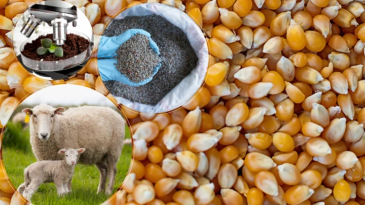 75 milyon 826 bin TL'lik destek çiftçilere ödendi