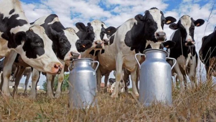 810 Bin 220 Ton İnek Sütü Toplandı