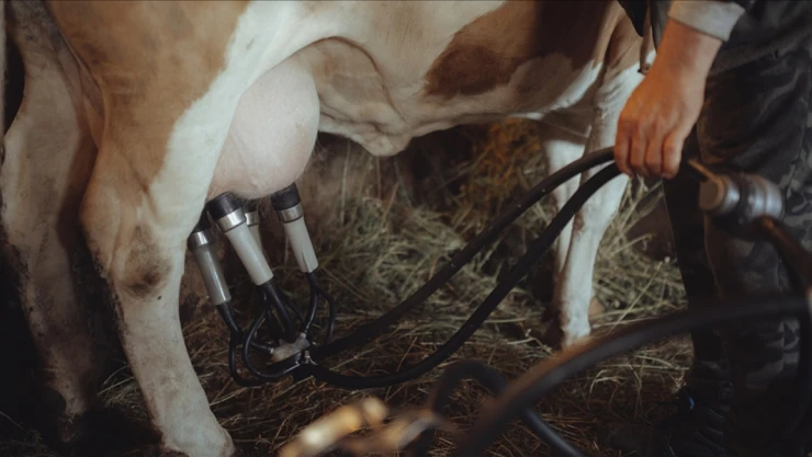 999 Bin 348 Ton İnek Sütü Toplandı