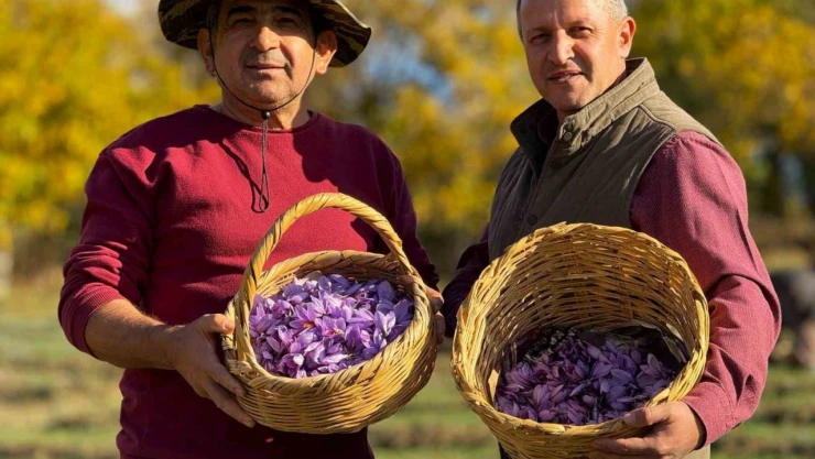 AB Tescilli Safranın Hasadı Sürüyor