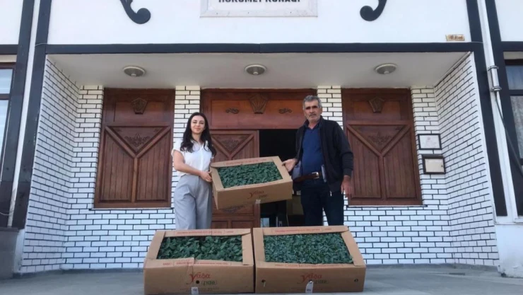 Abana'da Çiftçilere 20 Bin Sebze Fidesi Dağıtıldı