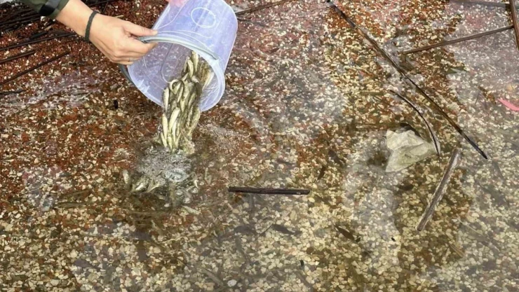 Abant Gölü Milli Parkı'na 3 Bin 500 avru Balık Bırakıldı