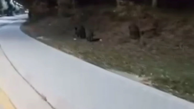 Aç Kalan Domuz Sürüleri, Üniversite Kampüsüne İndi