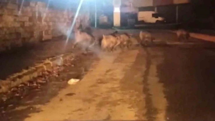 Aç Kalan Domuzlar, Soluğu Orman İşletme Müdürlüğü Yerleşkesinde Aldı