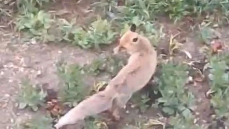 Aç Kalan Tilki Evin Bahçesine Kadar Girdi