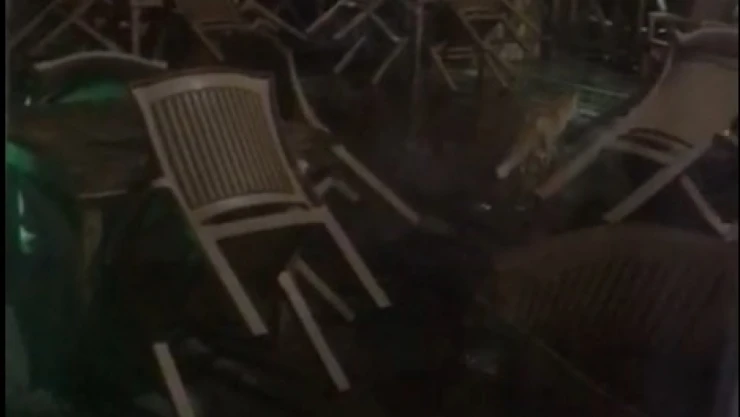 Aç kalan tilki kafeye girdi