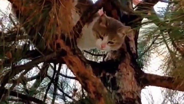 Ağaçta Mahsur Kalan Kedi Kurtarıldı