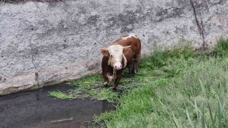 Ahırdan Kaçan Kurbanlık Ortalığı Birbirine Kattı