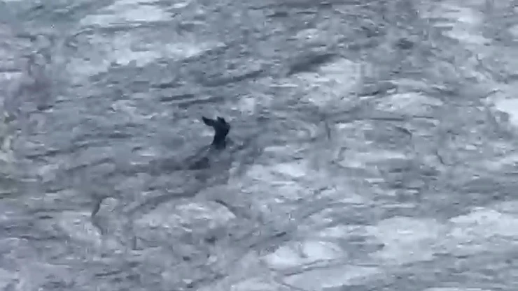 Akıntıya Kapılan Karaca Kamerada