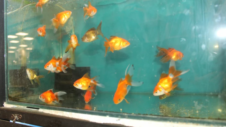 'Akvaryum Hobisinin' Püf Noktalarını Anlattı