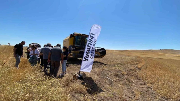 Alaca'da Yüksek Verimli Çörek Otunda Hasat Başladı