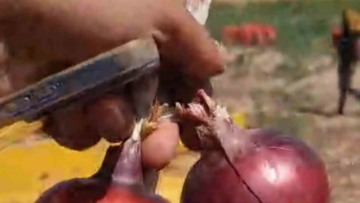 Alaca'nın Patentli Ürünü Mor Soğanda Hasat Dönemi Başladı