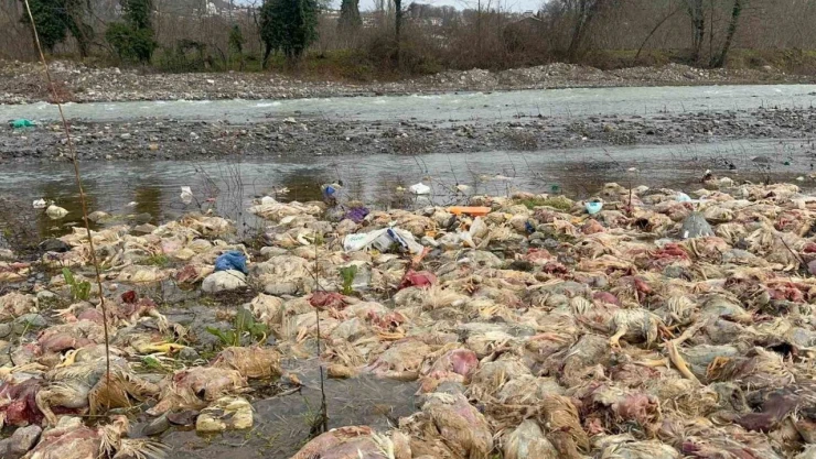 Alaplı'da Onlarca Tavuk Ölüsü Bulundu