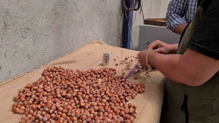 Alaplı'da Fındık Hasat Tarihleri Belli Oldu