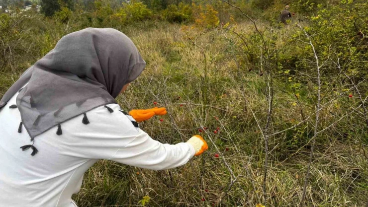 Alaplı'da Kuşburnu Hasadı Başladı