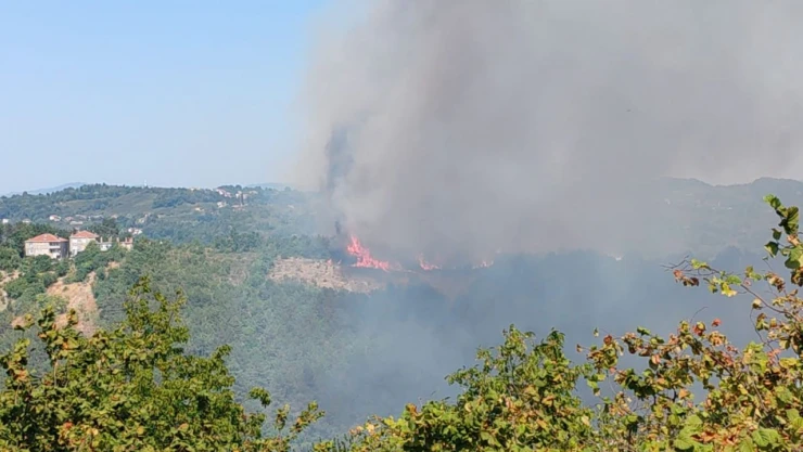 Alaplı'da Ormanlık Alanda Yangın