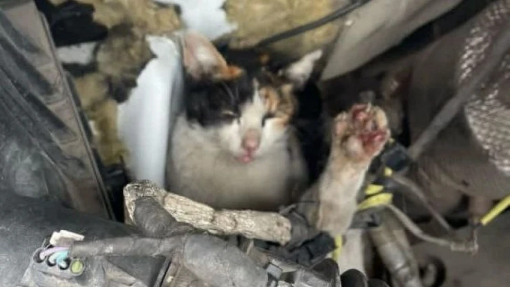 Ambulansın Motor Bölümüne Giren Kedi Kurtarıldı