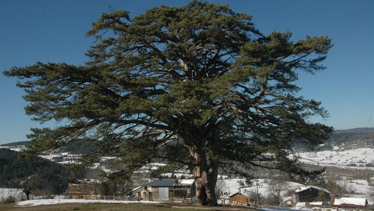 Anıt ağacın yaşı hesaplanacak