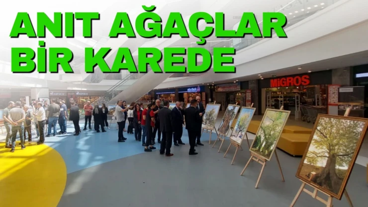 Anıt Ağaçlar Bir Karede