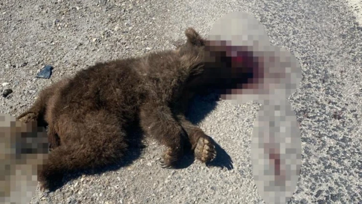 Anne Ve Yavru Ayı Telef Oldu