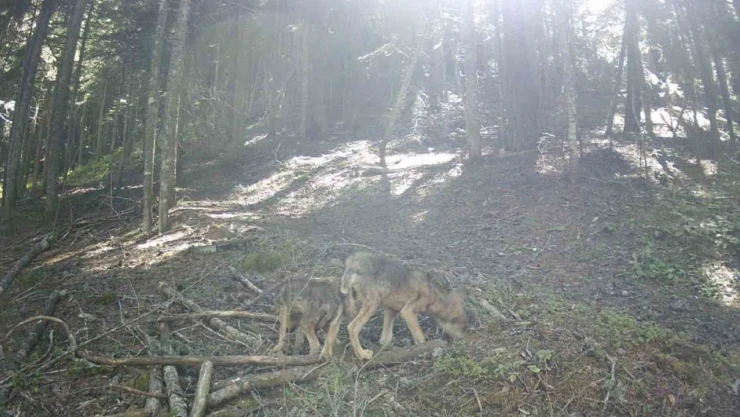 Annesiz Yavru Kurtları Her Gün Besliyor