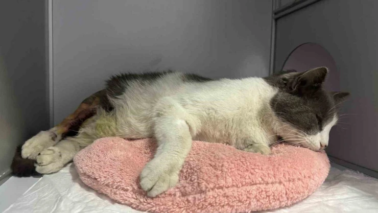 Apartmanın 7. Katından Düşen Kedi Ameliyatla Sağlığına Kavuştu