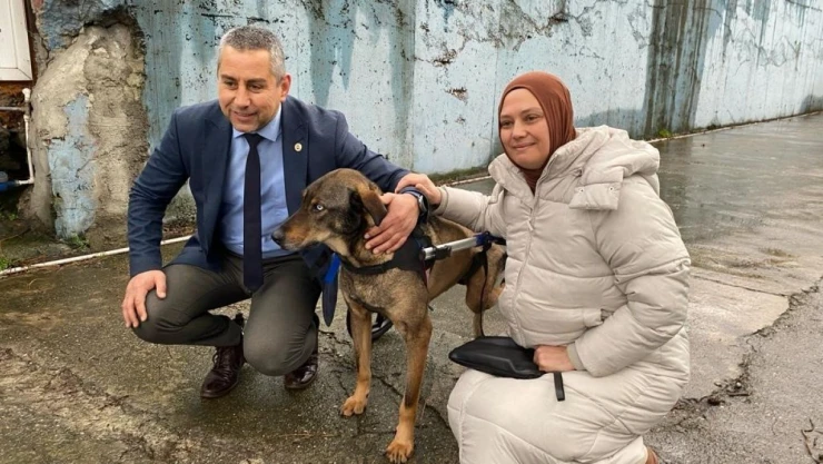 Sokak Köpeği Hayata Tutundu