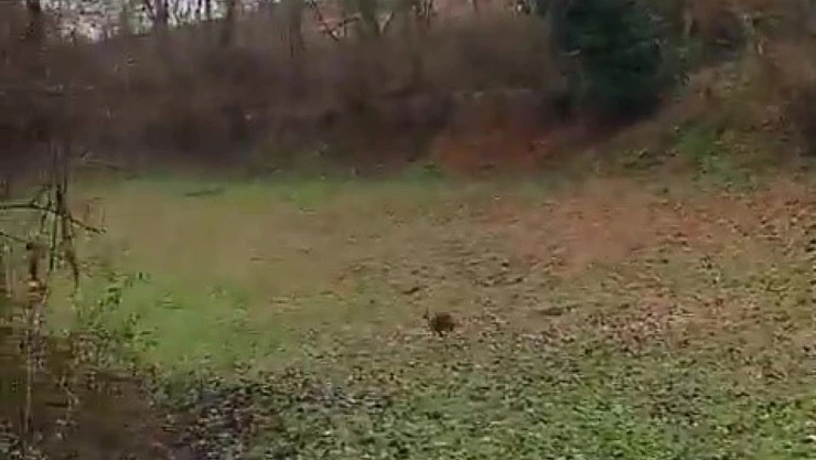 Tedavisinin Ardından Doğaya Salındı