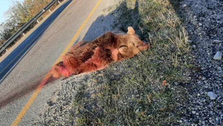 Aracın çarptığı ayı telef oldu!