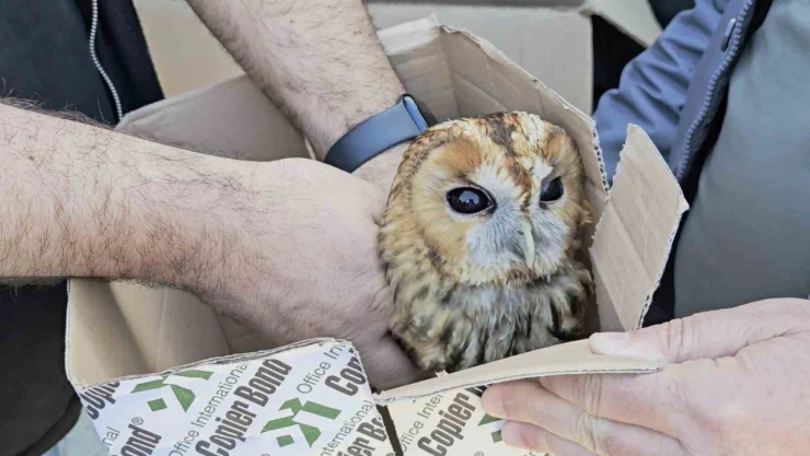 Aracın Çarptığı Baykuş Tedavi Altına Alındı