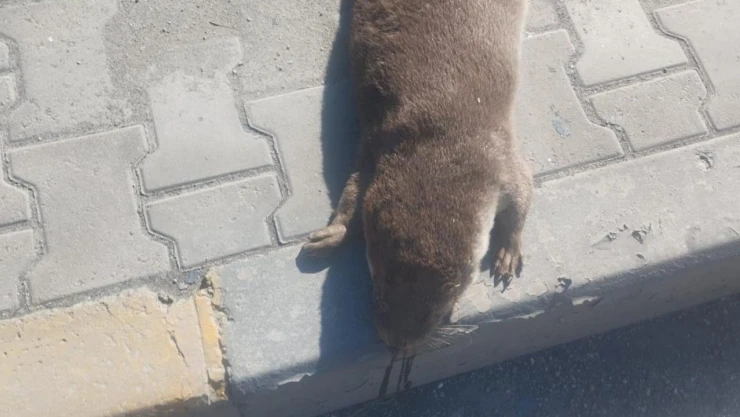 Aracın Çarptığı Su Samuru Telef Oldu