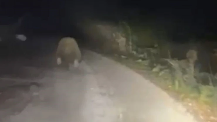 Aracın Işıklarından Korkan Ayı Böyle Kaçtı