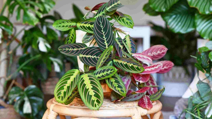 Aralık'tan Önce Budanması Gereken Bitkiler!