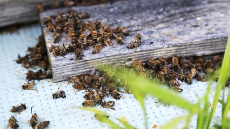 Arı Ölümleri Artıyor