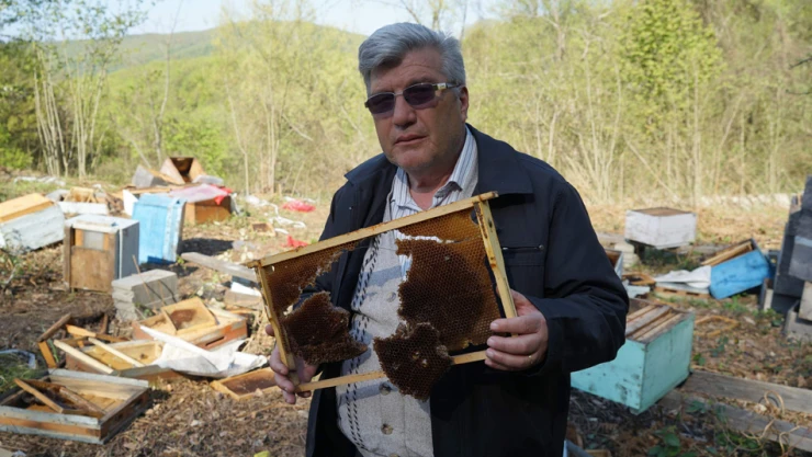 Arıcıların, ayı tehlikesi artıyor