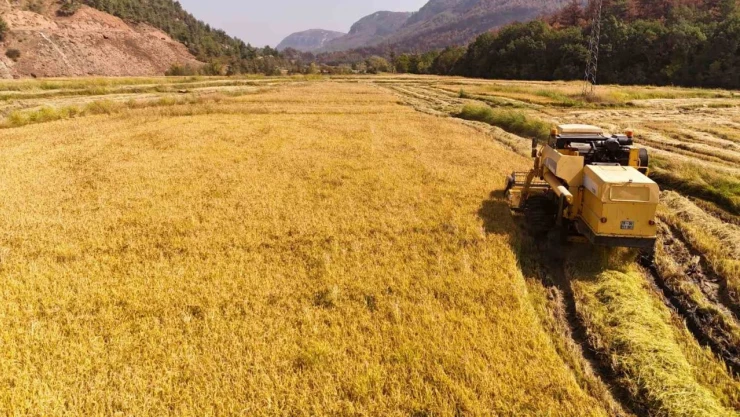 Aşırı Sıcaklar Çeltikte Verimliliği Düşürdü