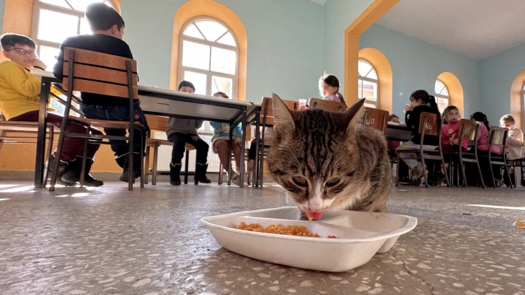 Aşure Adlı Kedinin Yanından Ayrılmıyorlar