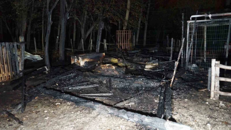 At çiftliğinde üzücü yangın