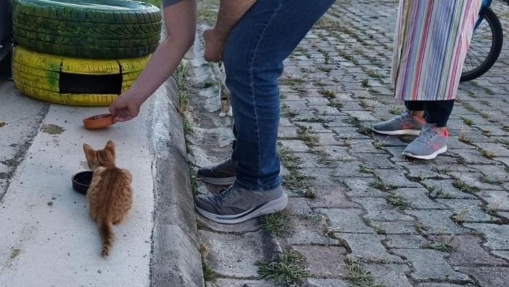 Atıklardan Kedilere Sıcak Yuva