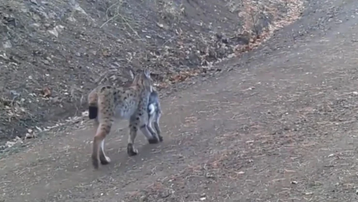 Avını Taşıyan Vaşak Kamerada