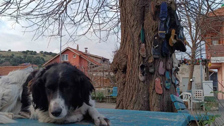 Ayakkabısı Kaybolan Bu Ağaca Koşuyor