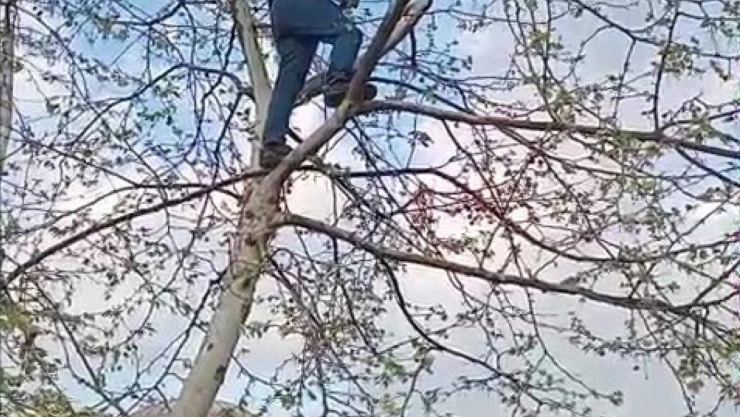 Ayakları İpe Dolanan Güvercini Vatandaş Kurtardı