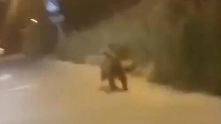 Ayı Merkeze Kadar İndi