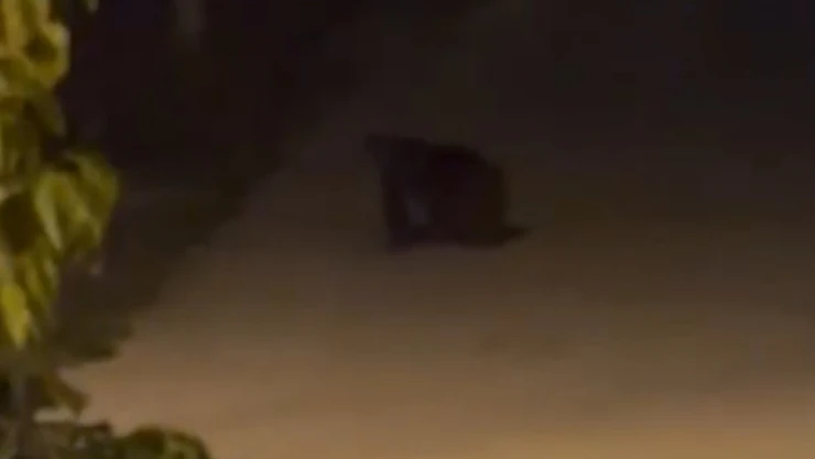 Ayı sokağa indi!