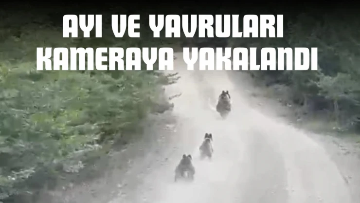 Ayı Ve Yavruları Kameraya Yakalandı